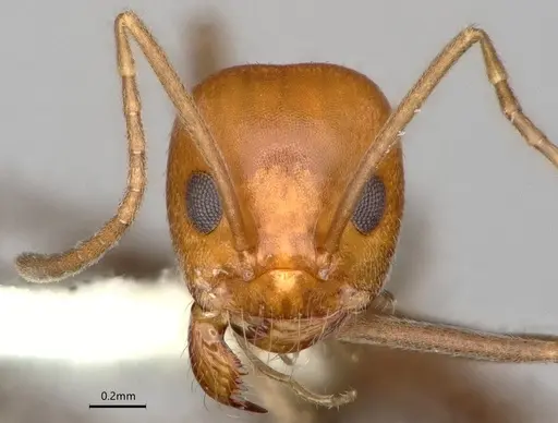 Dorymyrmex pogonius specimen LACMENT164446 image lacment164446_2