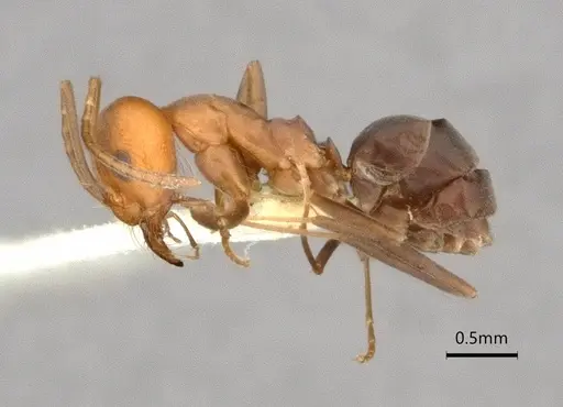 Dorymyrmex pogonius specimen LACMENT164446 image lacment164446_3
