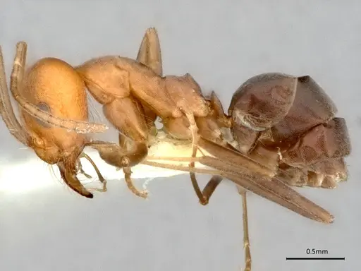 Dorymyrmex pogonius specimen LACMENT164446 image lacment164446_4