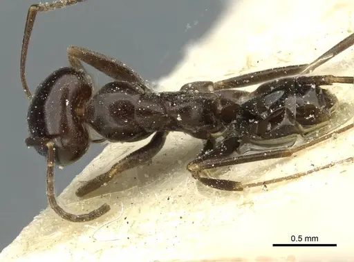 Dorymyrmex pulchellus specimen CASENT0911530 image casent0911530_1