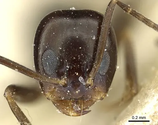 Dorymyrmex pulchellus specimen CASENT0911530 image casent0911530_2