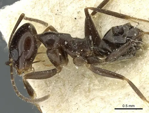 Dorymyrmex pulchellus specimen CASENT0911530 image casent0911530_3