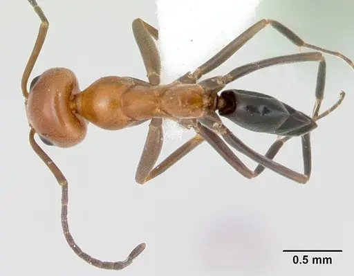 Dorymyrmex pyramicus specimen CASENT0173213 image casent0173213_1