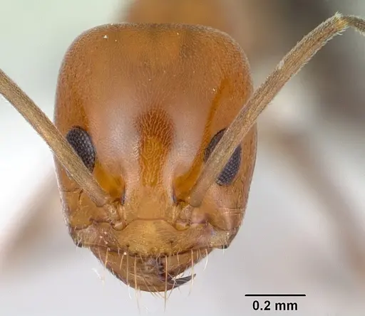 Dorymyrmex pyramicus specimen CASENT0173213 image casent0173213_2