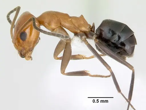Dorymyrmex pyramicus specimen CASENT0173213 image casent0173213_3