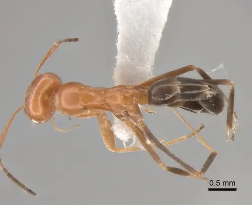 Dorymyrmex pyramicus specimen CASENT0841134 image casent0841134_1