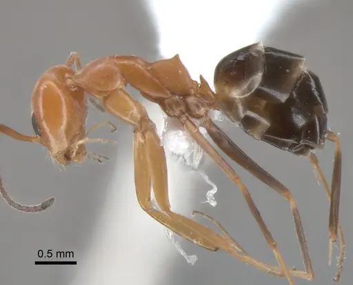 Dorymyrmex pyramicus specimen CASENT0841134 image casent0841134_3