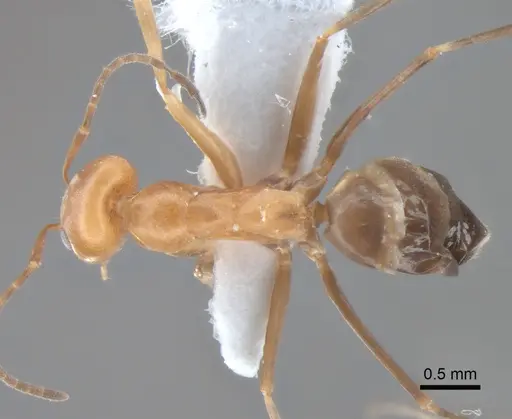 Dorymyrmex pyramicus specimen CASENT0841135 image casent0841135_1