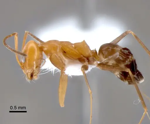 Dorymyrmex pyramicus specimen CASENT0841135 image casent0841135_3
