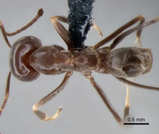 Dorymyrmex pyramicus specimen CASENT0841171 image casent0841171_1