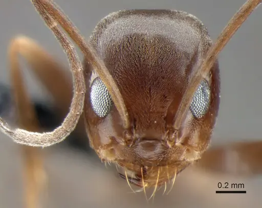 Dorymyrmex pyramicus specimen CASENT0841171 image casent0841171_2
