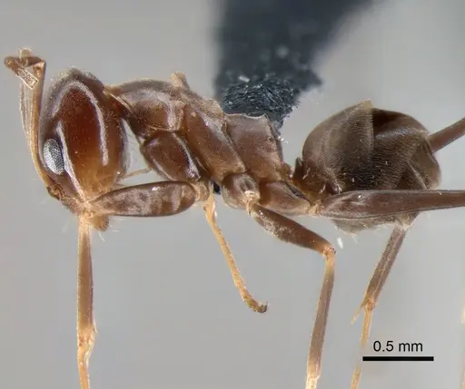 Dorymyrmex pyramicus specimen CASENT0841171 image casent0841171_3