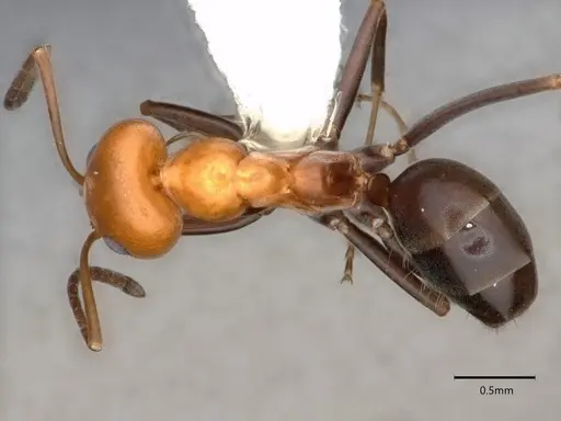 Dorymyrmex pyramicus specimen CASENT0841505 image casent0841505_1