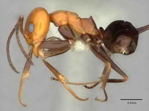 Dorymyrmex pyramicus specimen CASENT0841505 image casent0841505_3