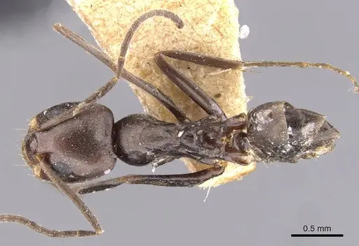Dorymyrmex pyramicus specimen CASENT0909739 image casent0909739_1