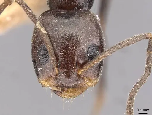 Dorymyrmex pyramicus specimen CASENT0909739 image casent0909739_2
