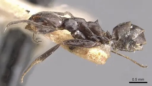 Dorymyrmex pyramicus specimen CASENT0909739 image casent0909739_3