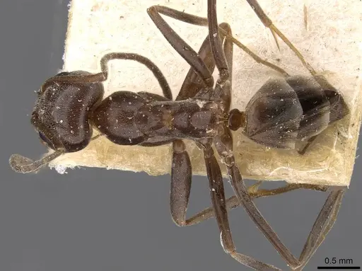 Dorymyrmex pyramicus specimen CASENT0909740 image casent0909740_1