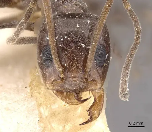Dorymyrmex pyramicus specimen CASENT0909740 image casent0909740_2