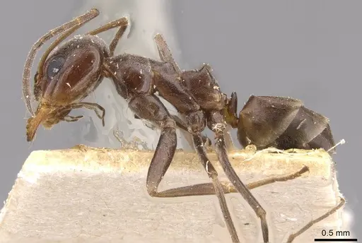 Dorymyrmex pyramicus specimen CASENT0909740 image casent0909740_3