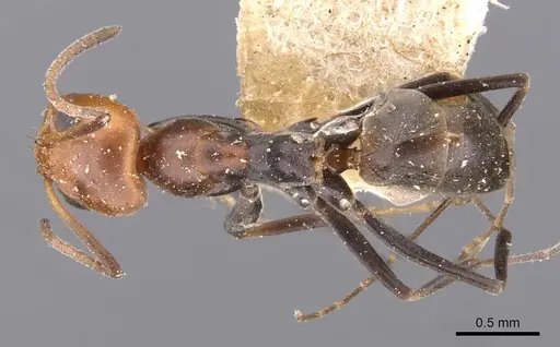 Dorymyrmex pyramicus specimen CASENT0909741 image casent0909741_1