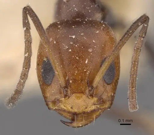 Dorymyrmex pyramicus specimen CASENT0909741 image casent0909741_2