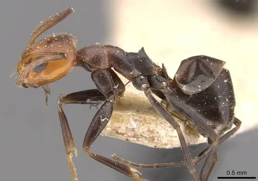 Dorymyrmex pyramicus specimen CASENT0909741 image casent0909741_3