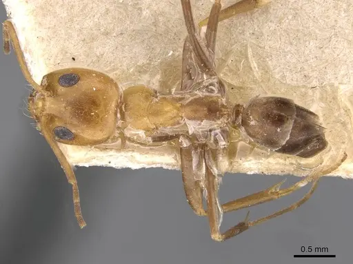 Dorymyrmex pyramicus specimen CASENT0909746 image casent0909746_1