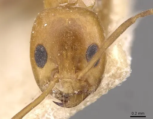 Dorymyrmex pyramicus specimen CASENT0909746 image casent0909746_2