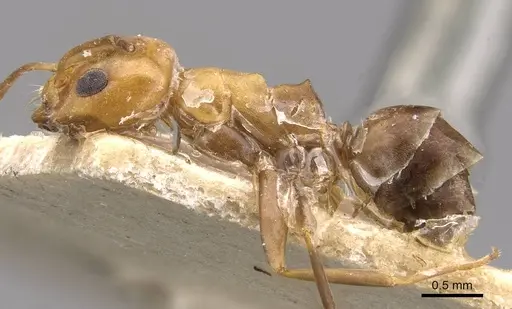 Dorymyrmex pyramicus specimen CASENT0909746 image casent0909746_3