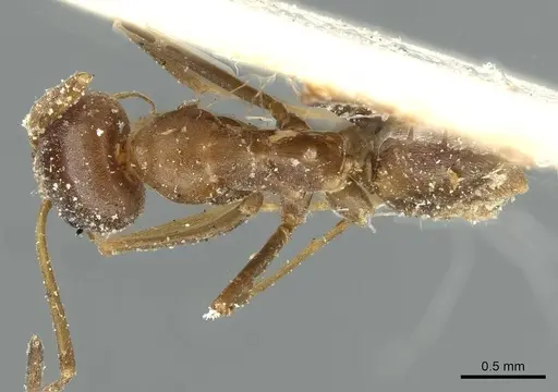 Dorymyrmex pyramicus specimen CASENT0911531 image casent0911531_1