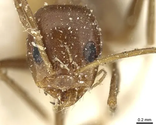 Dorymyrmex pyramicus specimen CASENT0911531 image casent0911531_2