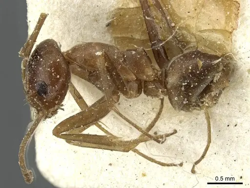 Dorymyrmex pyramicus specimen CASENT0911531 image casent0911531_3