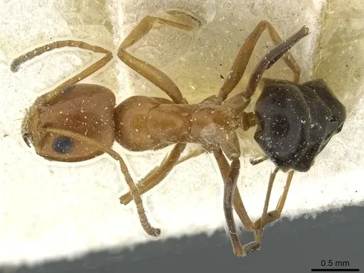 Dorymyrmex pyramicus specimen CASENT0911532 image casent0911532_1