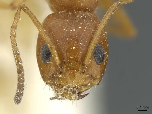 Dorymyrmex pyramicus specimen CASENT0911532 image casent0911532_2