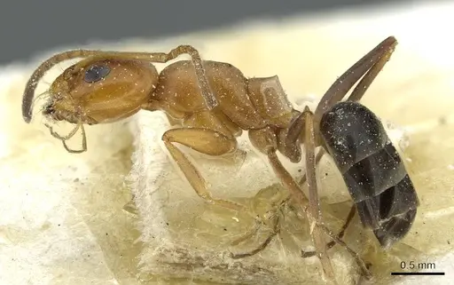 Dorymyrmex pyramicus specimen CASENT0911532 image casent0911532_3