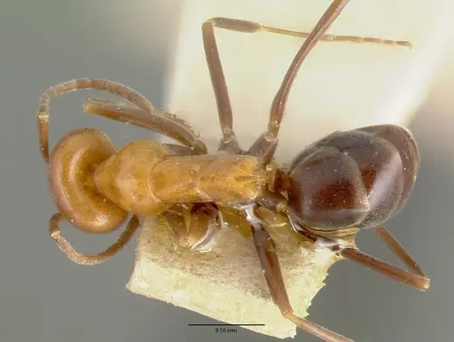 Dorymyrmex pyramicus specimen CASTYPE00448-01 image castype00448-01_1