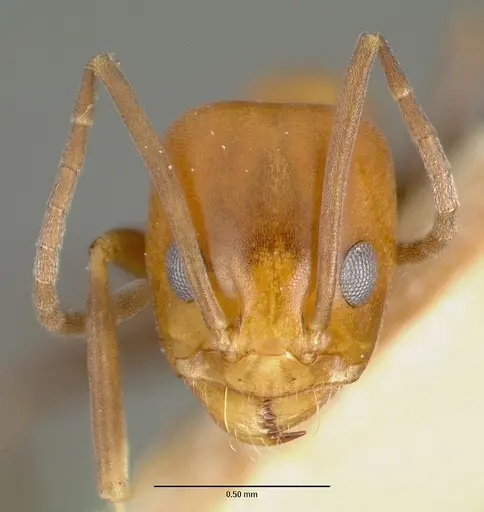 Dorymyrmex pyramicus specimen CASTYPE00448-01 image castype00448-01_2