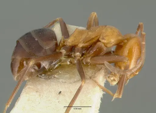 Dorymyrmex pyramicus specimen CASTYPE00448-01 image castype00448-01_3