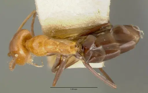 Dorymyrmex pyramicus specimen CASTYPE00448-02 image castype00448-02_1