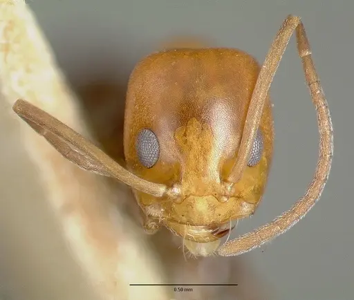 Dorymyrmex pyramicus specimen CASTYPE00448-02 image castype00448-02_2