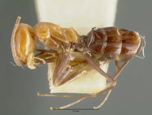 Dorymyrmex pyramicus specimen CASTYPE00448-02 image castype00448-02_3