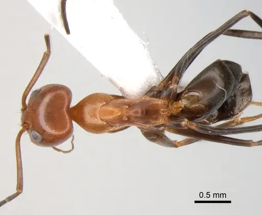 Dorymyrmex pyramicus specimen DZUP518138 image dzup518138_1