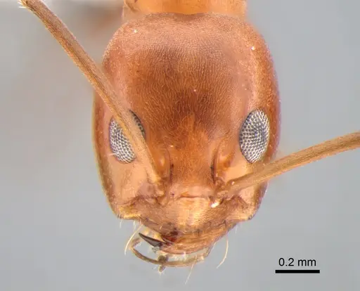 Dorymyrmex pyramicus specimen DZUP518138 image dzup518138_2