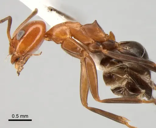 Dorymyrmex pyramicus specimen DZUP518138 image dzup518138_3