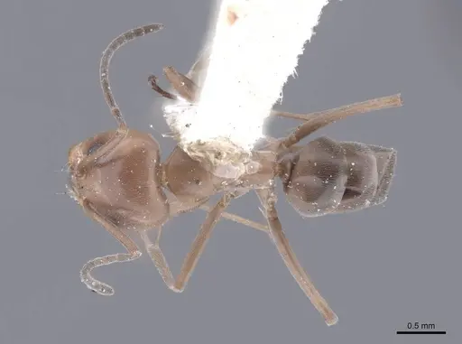 Dorymyrmex pyramicus specimen FMNHINS0000045109 image fmnhins0000045109_1
