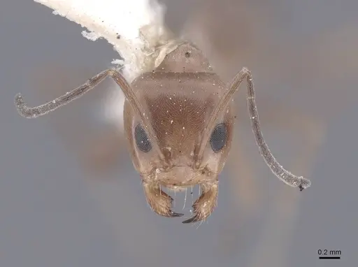 Dorymyrmex pyramicus specimen FMNHINS0000045109 image fmnhins0000045109_2