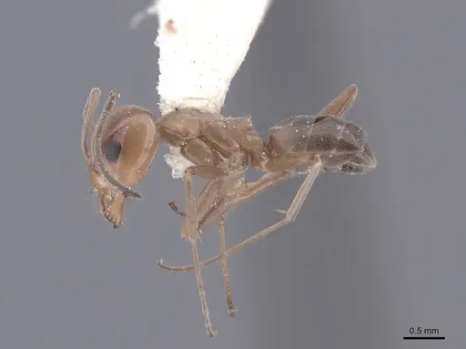 Dorymyrmex pyramicus specimen FMNHINS0000045109 image fmnhins0000045109_3