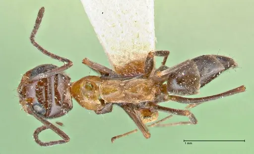 Dorymyrmex pyramicus specimen FOCOL2863 image focol2863_1