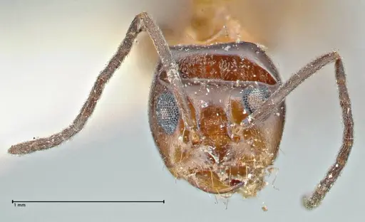 Dorymyrmex pyramicus specimen FOCOL2863 image focol2863_2